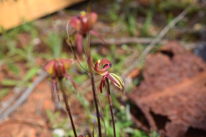 Caladenia roei - Orchid-ant-Sep-2018p0014.JPG